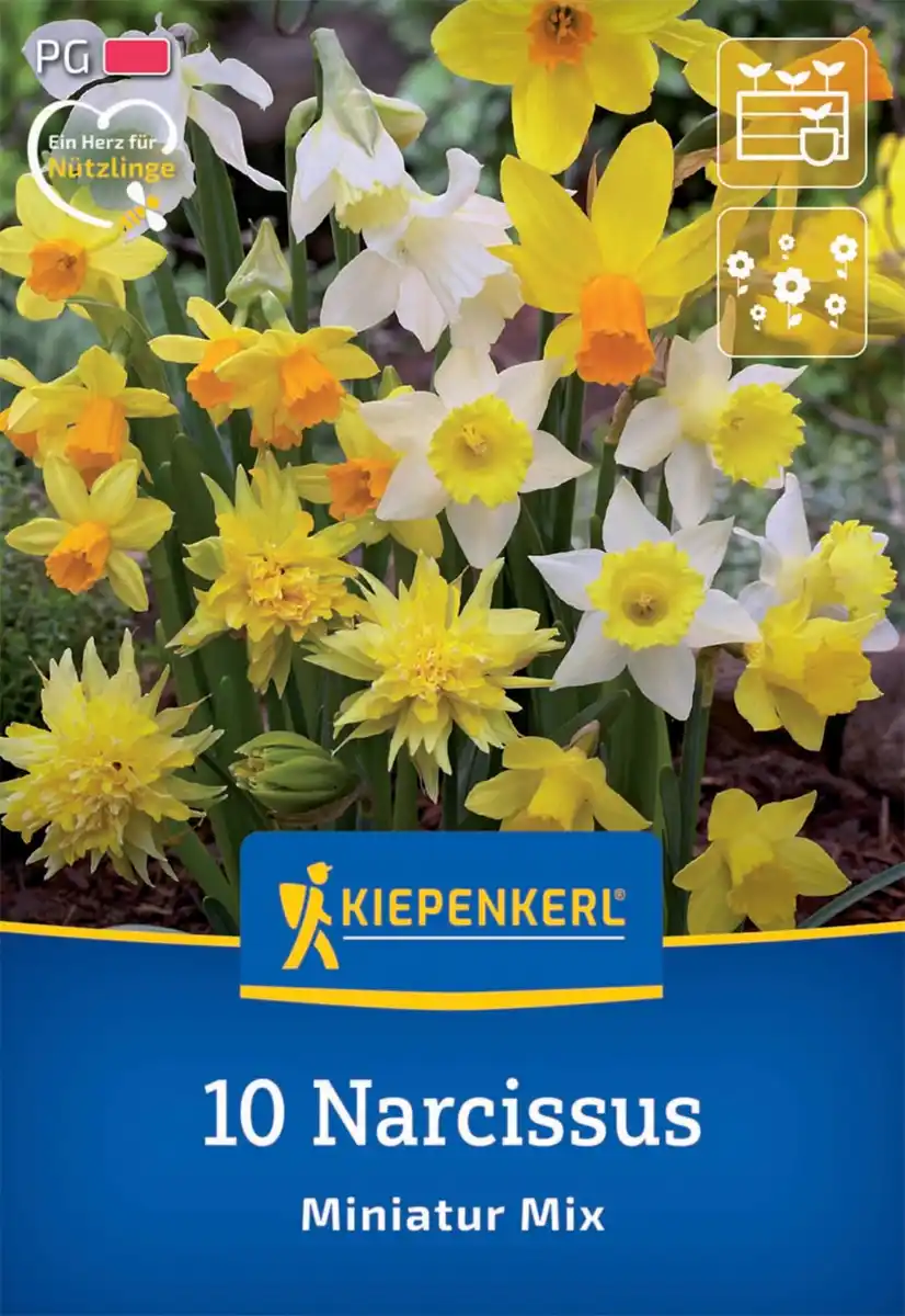 Bild 1 von Kiepenkerl Herbstblumenzwiebel Miniatur-Narzissen Mischung 10 Stück