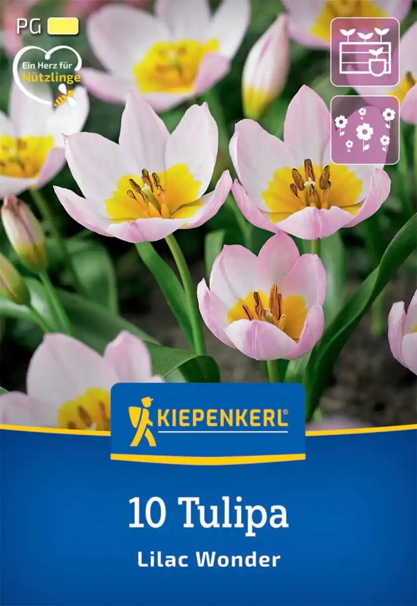 Bild 1 von Kiepenkerl Herbstblumenzwiebel Wildtulpe Lilac Wonder 10 Stück