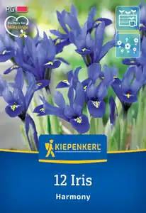 Kiepenkerl Herbstblumenzwiebel Netzblatt-Schwertlilie 12 Pflanzen