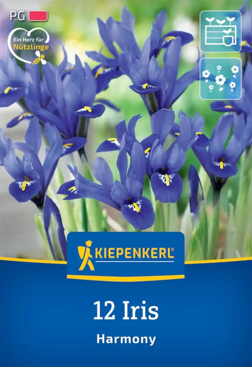 Bild 1 von Kiepenkerl Herbstblumenzwiebel Netzblatt-Schwertlilie 12 Pflanzen
