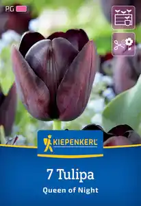 Kiepenkerl Herbstblumenzwiebel Tulpe Queen of Night 7 Stück