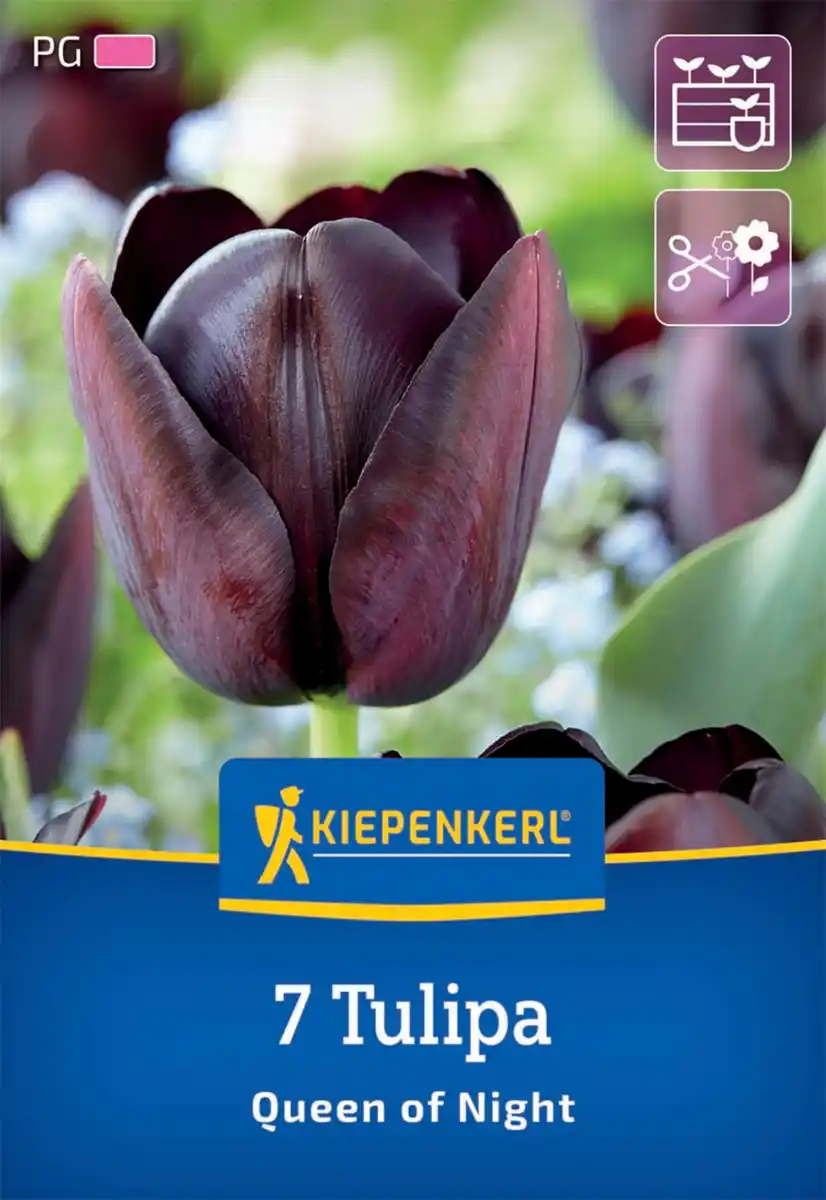 Bild 1 von Kiepenkerl Herbstblumenzwiebel Tulpe Queen of Night 7 Stück