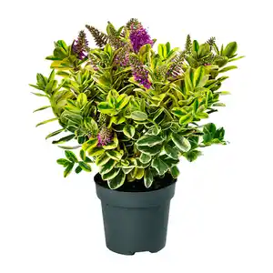 GARDENLINE Strauchveronika