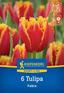 Kiepenkerl Herbstblumenzwiebel Tulpe Fabio 6 Stück
