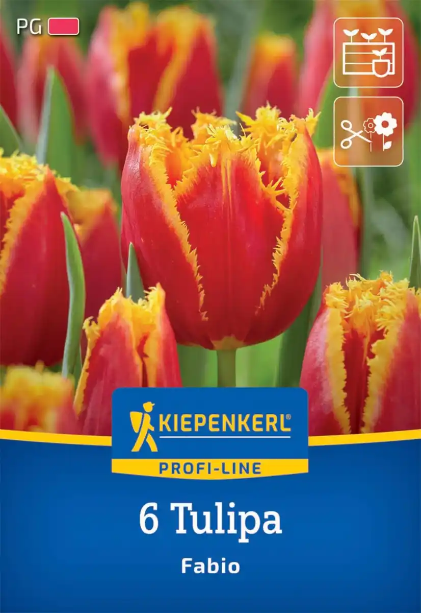 Bild 1 von Kiepenkerl Herbstblumenzwiebel Tulpe Fabio 6 Stück