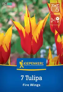 Kiepenkerl Herbstblumenzwiebel Lilienblütige Tulpe Fire Wings 7 Stück