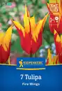 Bild 1 von Kiepenkerl Herbstblumenzwiebel Lilienblütige Tulpe Fire Wings 7 Stück