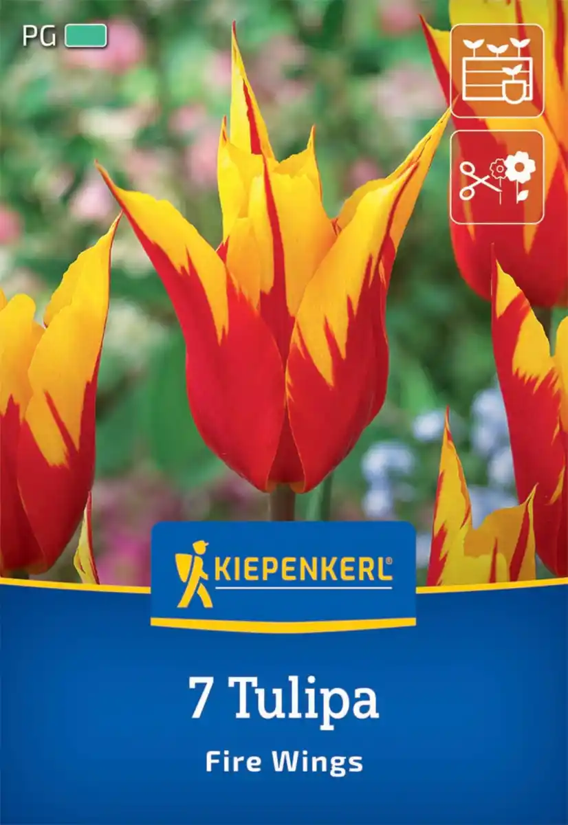 Bild 1 von Kiepenkerl Herbstblumenzwiebel Lilienblütige Tulpe Fire Wings 7 Stück