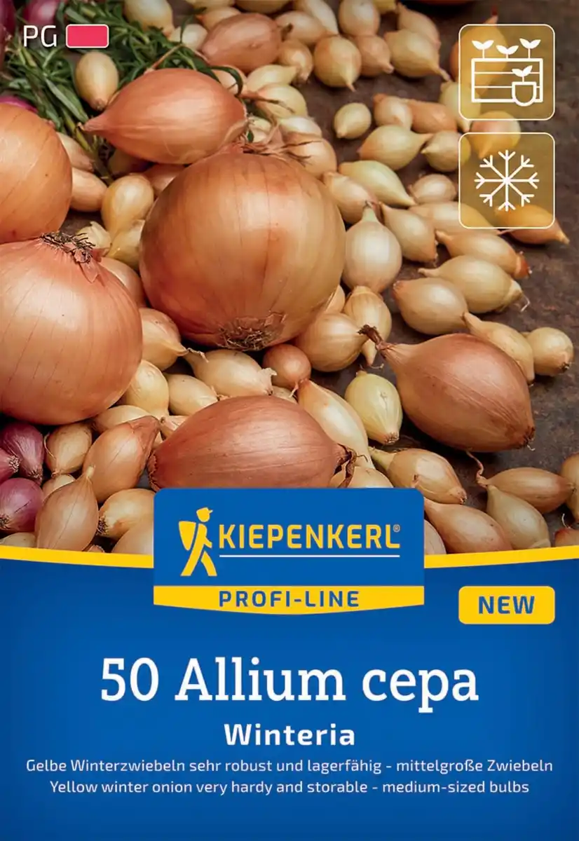 Bild 1 von Kiepenkerl Pflanzgut Gelbe Wintersteckzwiebel Winteria 50 Stück