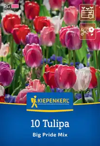 Kiepenkerl Herbstblumenzwiebel Darwin-Hybrid-Tulpen Big Pride Mix 10 Stück