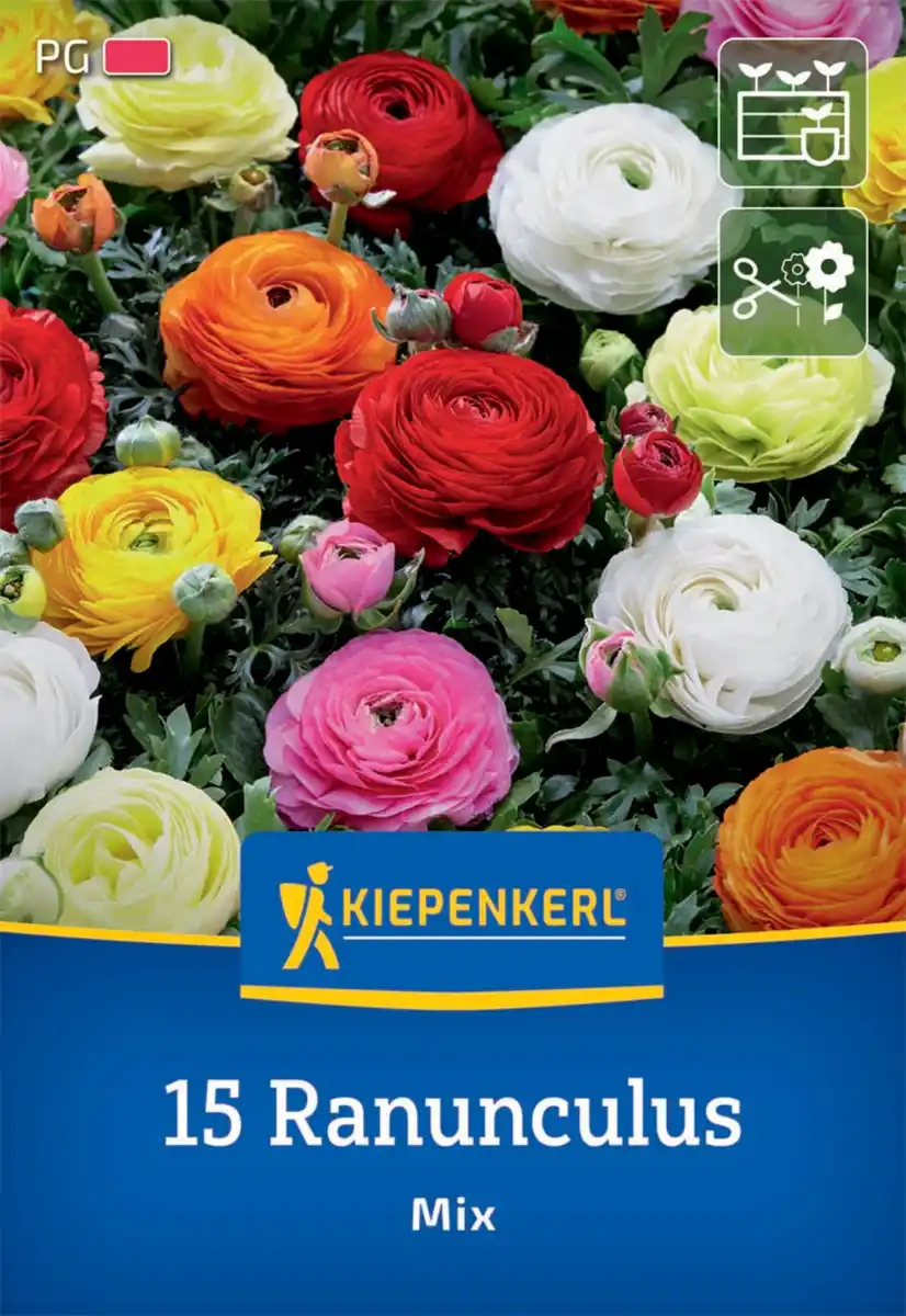 Bild 1 von Kiepenkerl Herbstblumenzwiebel Ranunkel Mischung 15 Pflanzen