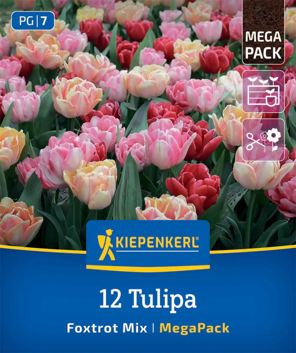 Bild 1 von Kiepenkerl Herbstblumenzwiebel Tulpen Foxtrot Mischung 12 Stück