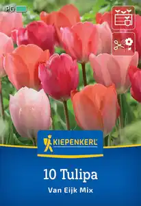 Kiepenkerl Herbstblumenzwiebel Darwin-Hybrid-Tulpe Van Eijk Mischung 10 Stück