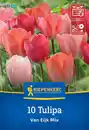 Bild 1 von Kiepenkerl Herbstblumenzwiebel Darwin-Hybrid-Tulpe Van Eijk Mischung 10 Stück