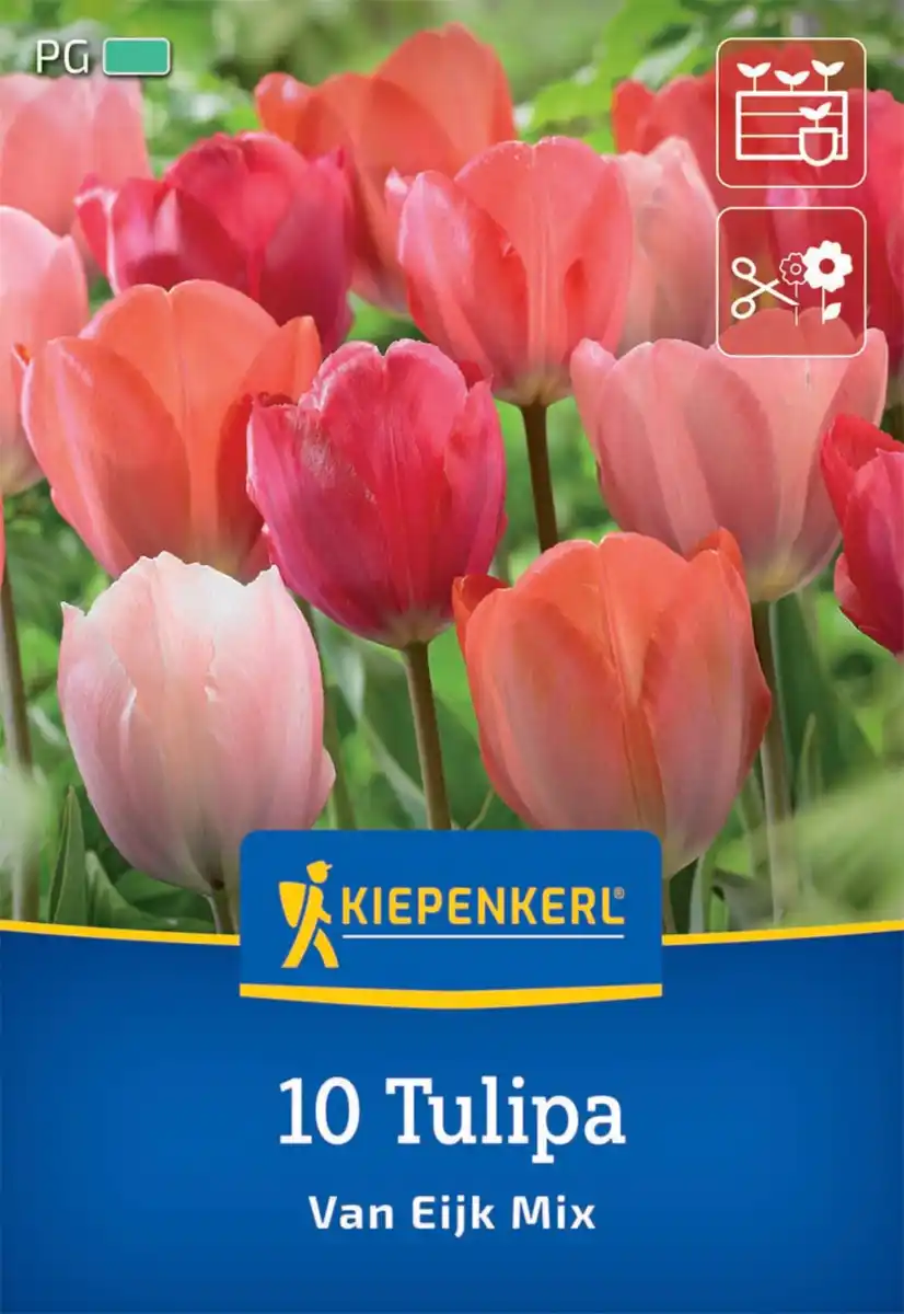 Bild 1 von Kiepenkerl Herbstblumenzwiebel Darwin-Hybrid-Tulpe Van Eijk Mischung 10 Stück