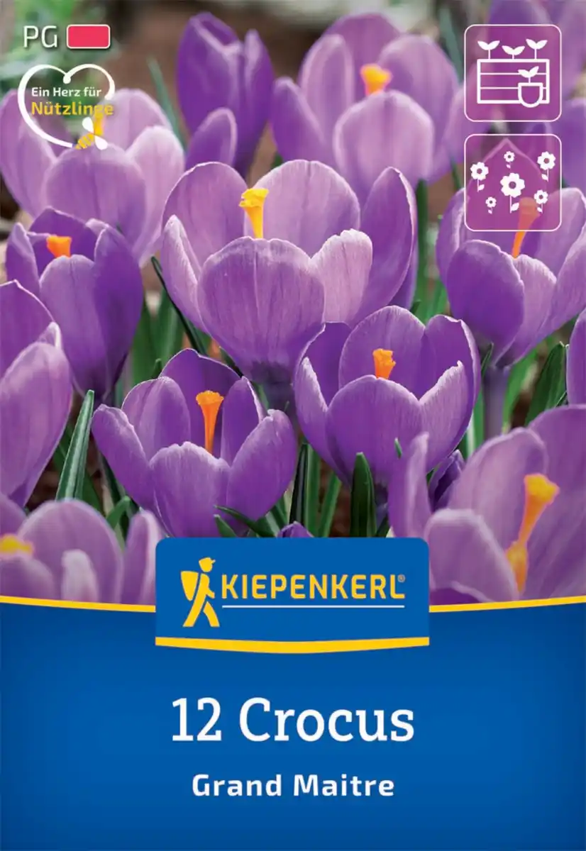 Bild 1 von Kiepenkerl Herbstblumenzwiebel Krokus Grand Maitre 12 Pflanzen