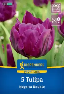 Kiepenkerl Herbstblumenzwiebel Profi-Line Tulpe Negrita Double 5 Stück