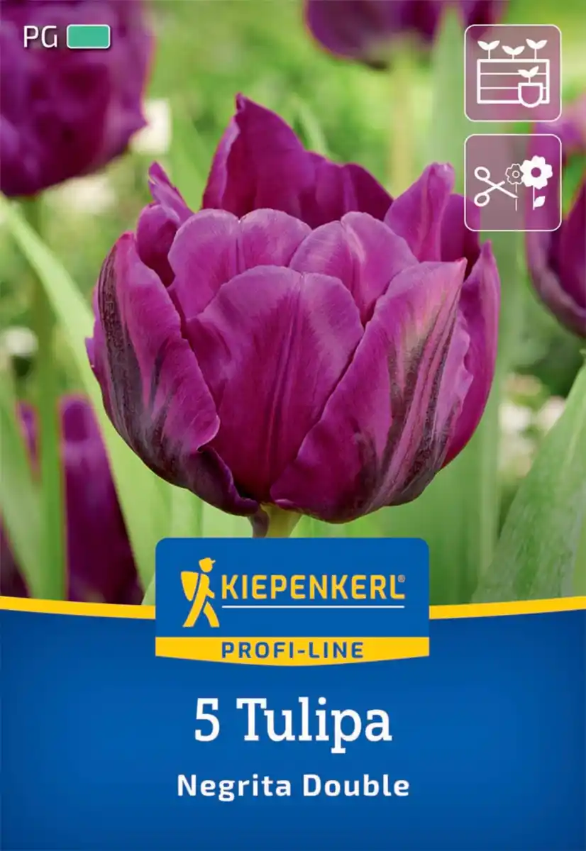 Bild 1 von Kiepenkerl Herbstblumenzwiebel Profi-Line Tulpe Negrita Double 5 Stück