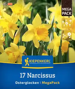 Kiepenkerl Herbstblumenzwiebel Mega-Pack Osterglocken 17 Stück