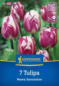 Kiepenkerl Herbstblumenzwiebel Triumph-Tulpe Rems Sensation 7 Stück
