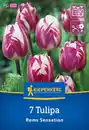 Bild 1 von Kiepenkerl Herbstblumenzwiebel Triumph-Tulpe Rems Sensation 7 Stück