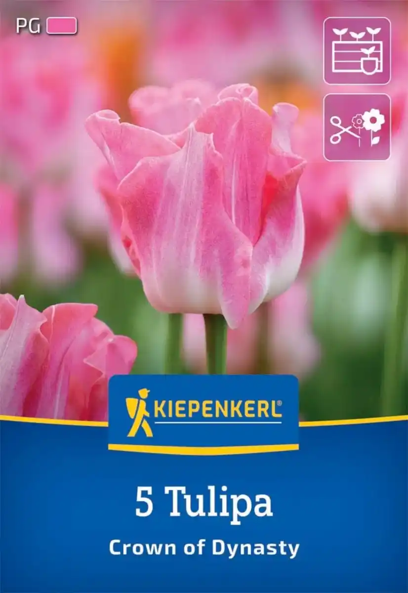 Bild 1 von Kiepenkerl Herbstblumenzwiebel Kronentulpe Crown of Dynasty 5 Stück