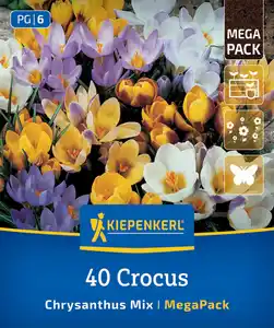 Kiepenkerl Herbstblumenzwiebel Krokusse Crocus chrysanthus Mischung 40 Stück