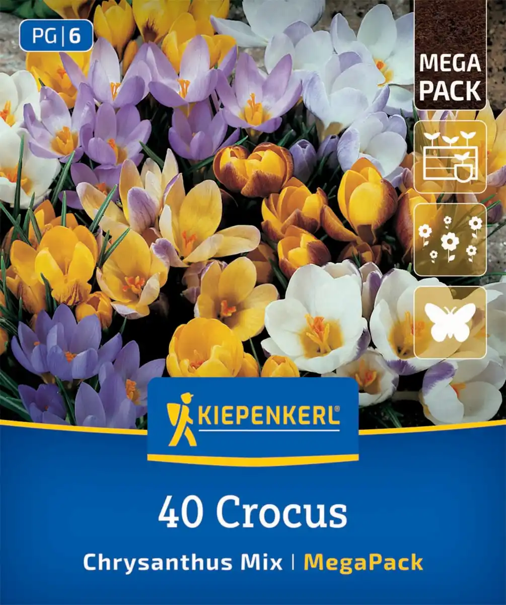 Bild 1 von Kiepenkerl Herbstblumenzwiebel Krokusse Crocus chrysanthus Mischung 40 Stück