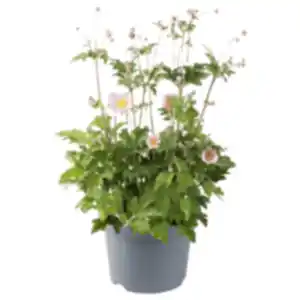 Herbstanemone oder Chrysantheme »Duo XL«