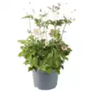 Bild 1 von Herbstanemone oder Chrysantheme »Duo XL«