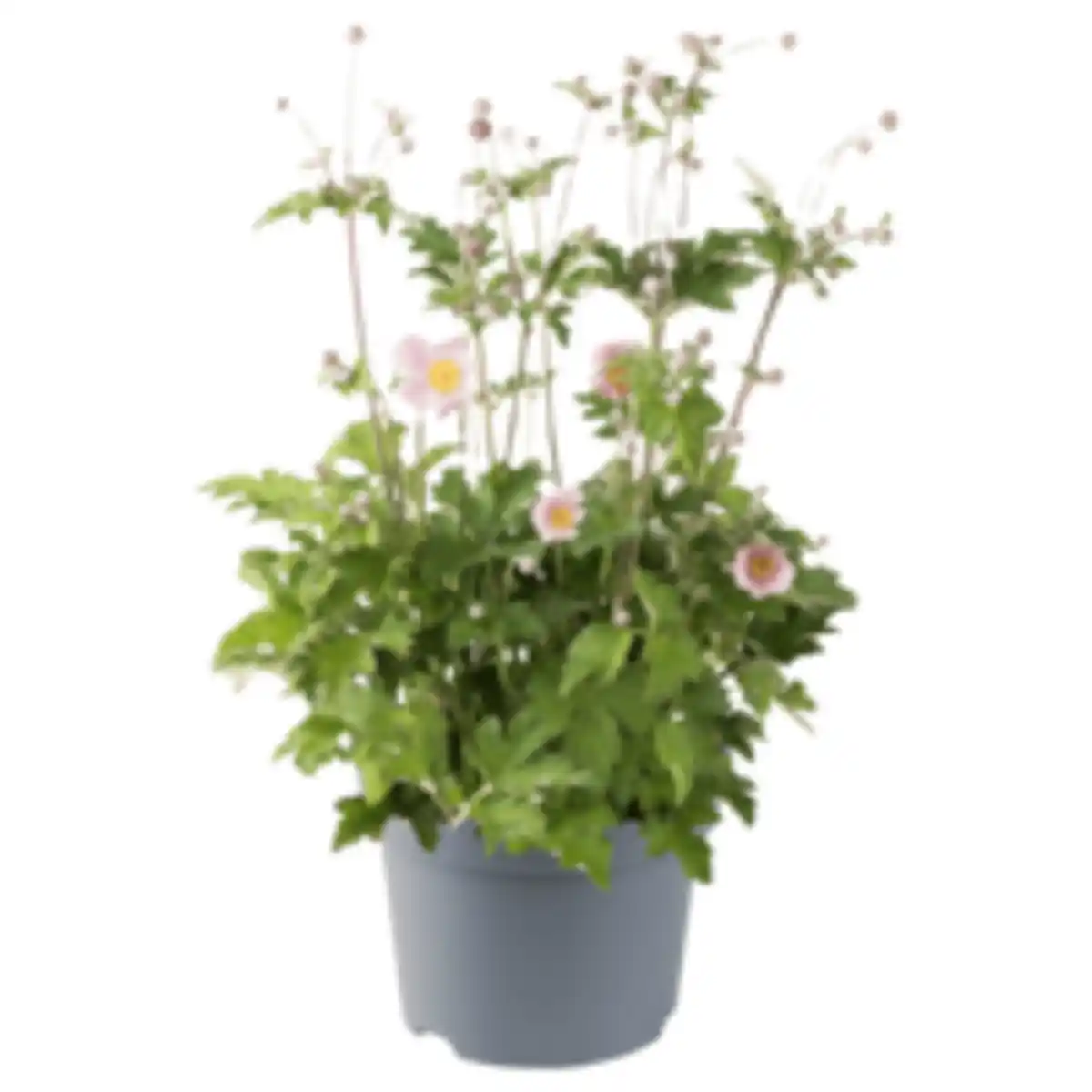 Bild 1 von Herbstanemone oder Chrysantheme »Duo XL«