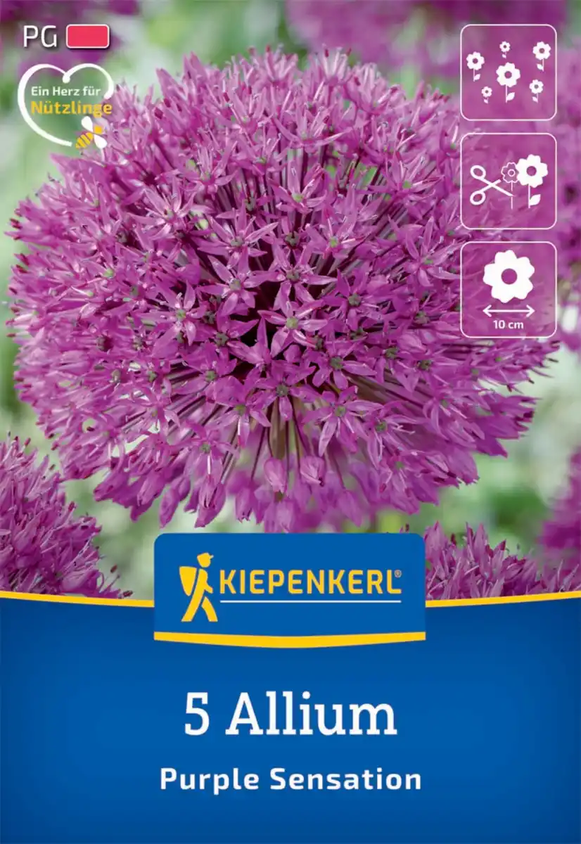 Bild 1 von Kiepenkerl Herbstblumenzwiebel Allium Purple Sensation 5 Pflanzen