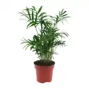 Bild 2 von GARDENLINE Grünpflanze