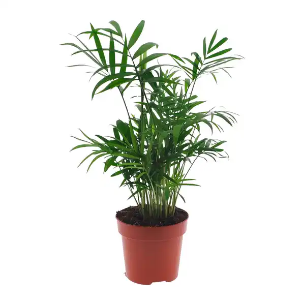 Bild 2 von GARDENLINE Grünpflanze