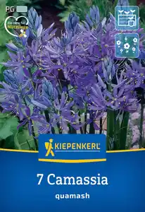 Kiepenkerl Herbstblumenzwiebel Prärielilie 7 Stück