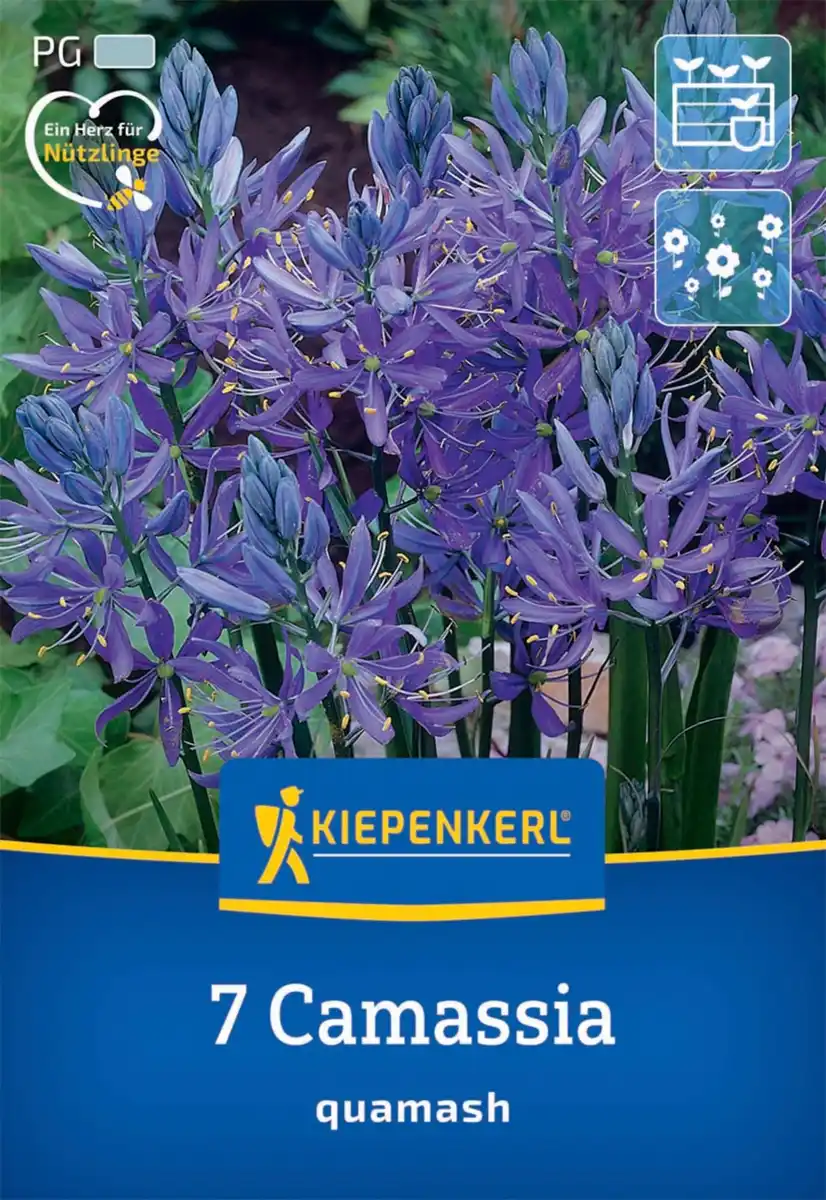 Bild 1 von Kiepenkerl Herbstblumenzwiebel Prärielilie 7 Stück