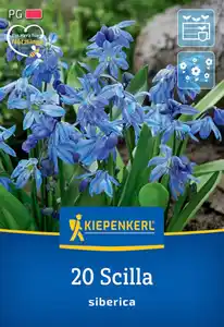 Kiepenkerl Herbstblumenzwiebel Siberisches Blausternchen 20 Stück