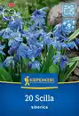 Bild 1 von Kiepenkerl Herbstblumenzwiebel Siberisches Blausternchen 20 Stück