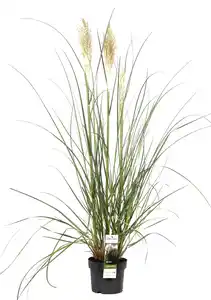 Cortaderia Pampasgras in Sorten H 90 - 120 cm, 23 cm Topf