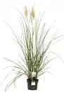 Bild 1 von Cortaderia Pampasgras in Sorten H 90 - 120 cm, 23 cm Topf