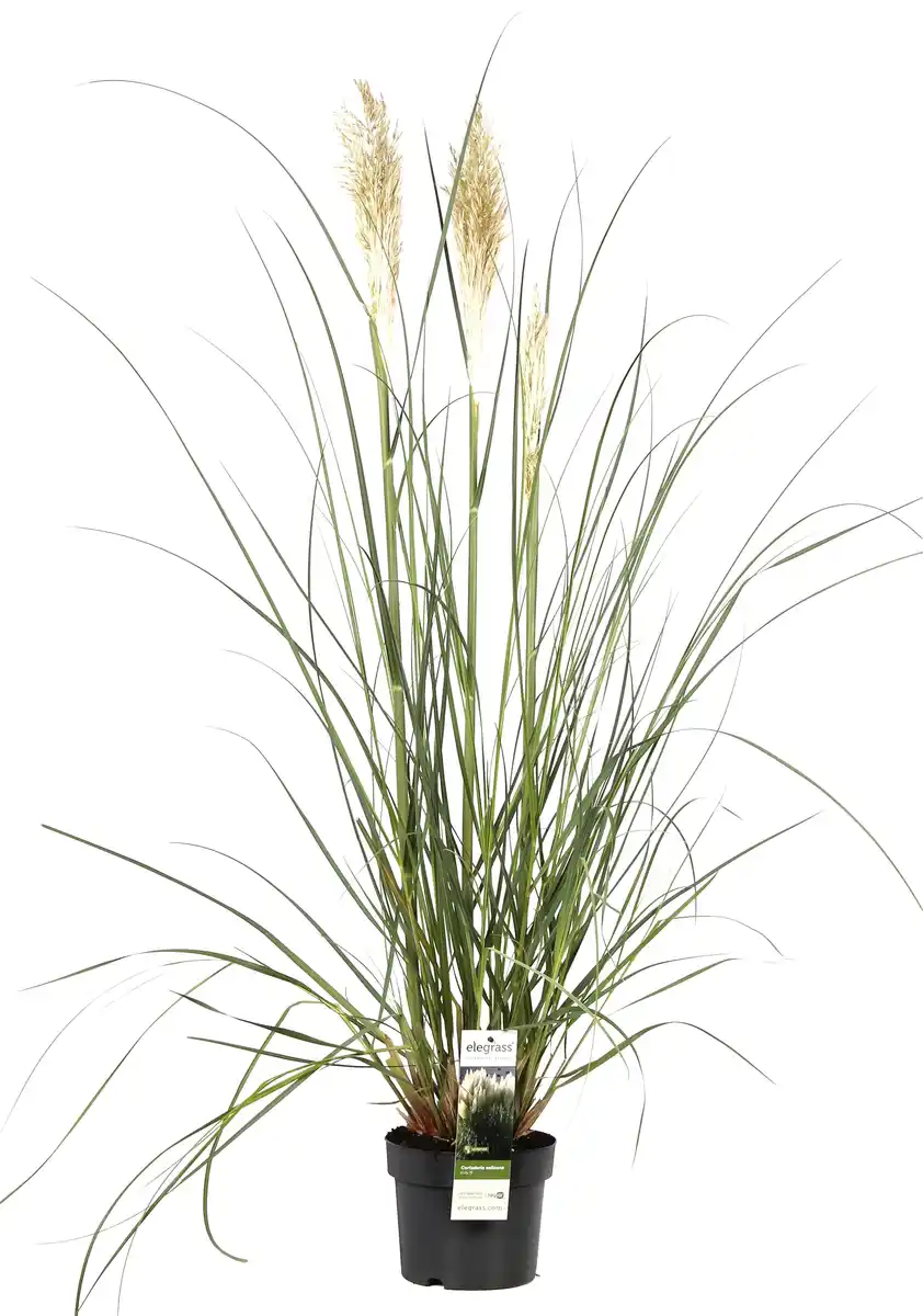 Bild 1 von Cortaderia Pampasgras in Sorten H 90 - 120 cm, 23 cm Topf