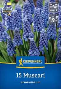 Kiepenkerl Herbstblumenzwiebel Armenische Traubenhyazinthe 15 Stück