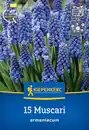 Bild 1 von Kiepenkerl Herbstblumenzwiebel Armenische Traubenhyazinthe 15 Stück