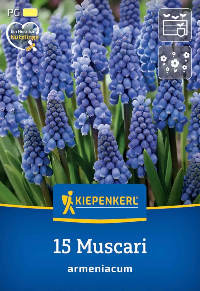 Bild 1 von Kiepenkerl Herbstblumenzwiebel Armenische Traubenhyazinthe 15 Stück