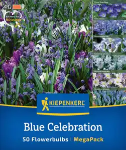 Kiepenkerl Herbstblumenzwiebelmischung Mega-Pack Blue Celebration 50 Stück