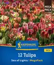 Bild 1 von Kiepenkerl Herbstblumenzwiebel Mega-Pack Einfache Späte Tulpe Sea of Lights 12 Stück