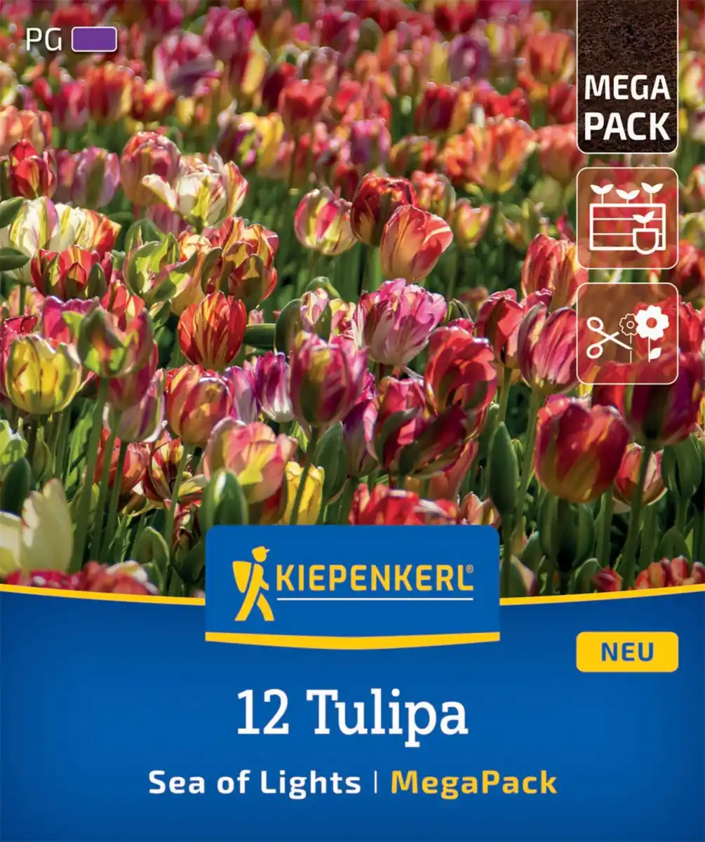 Bild 1 von Kiepenkerl Herbstblumenzwiebel Mega-Pack Einfache Späte Tulpe Sea of Lights 12 Stück