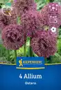 Bild 1 von Kiepenkerl Herbstblumenzwiebel Zierlauch Ostara 4 Stück