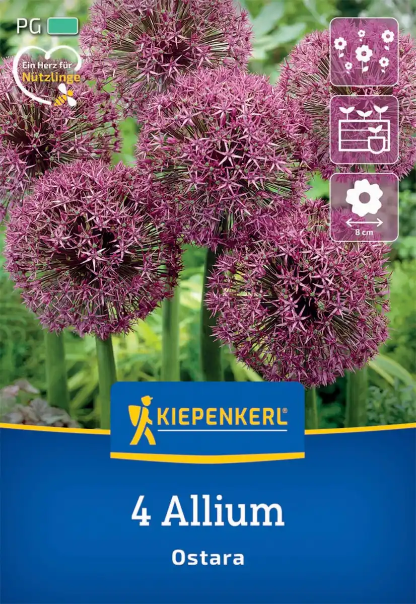 Bild 1 von Kiepenkerl Herbstblumenzwiebel Zierlauch Ostara 4 Stück
