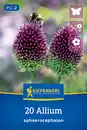 Bild 1 von Kiepenkerl HerbstHerbstblumenzwiebel Zierlauch Allium sphaerocephalon 20 Stück